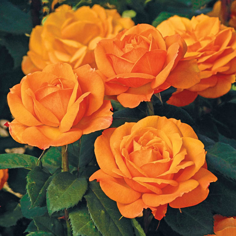 Scotch Roses - Grassroots Rose Nursery