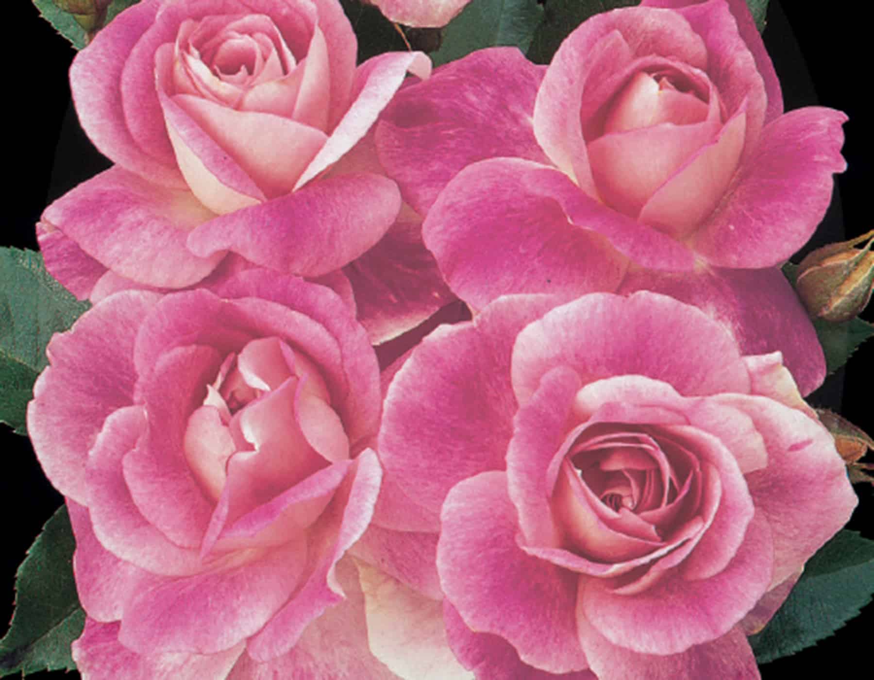 Brilliant_Pink_Iceberg Roses