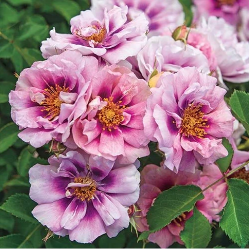 Easy-on-the-eyes Roses