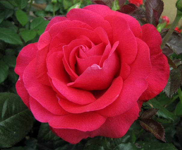 In-Love-Again Roses