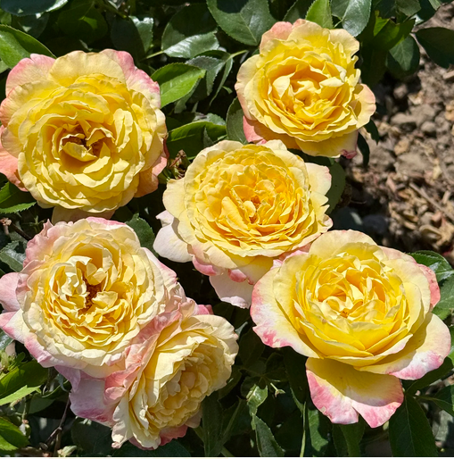 Joyride Roses