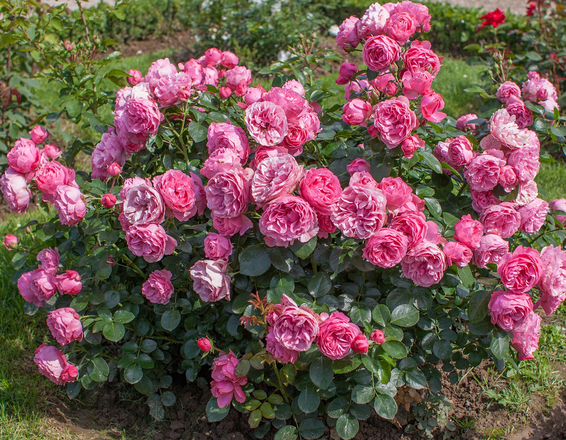 Leonardo_Da_Vinci Roses