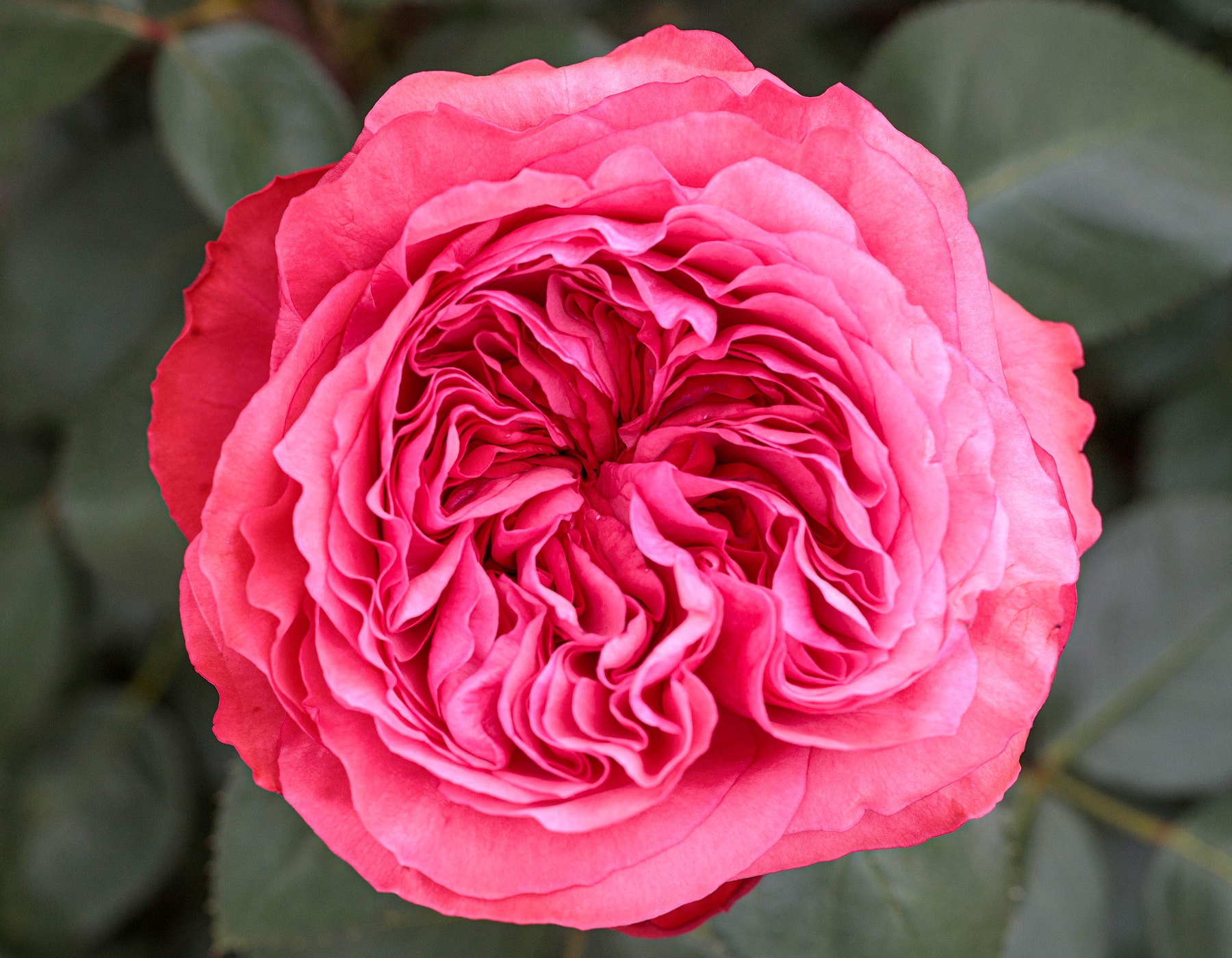 LovesMeLovesMeNot Roses