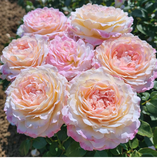 Matrimony Roses
