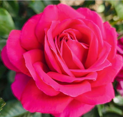 Nothing-but-class Roses