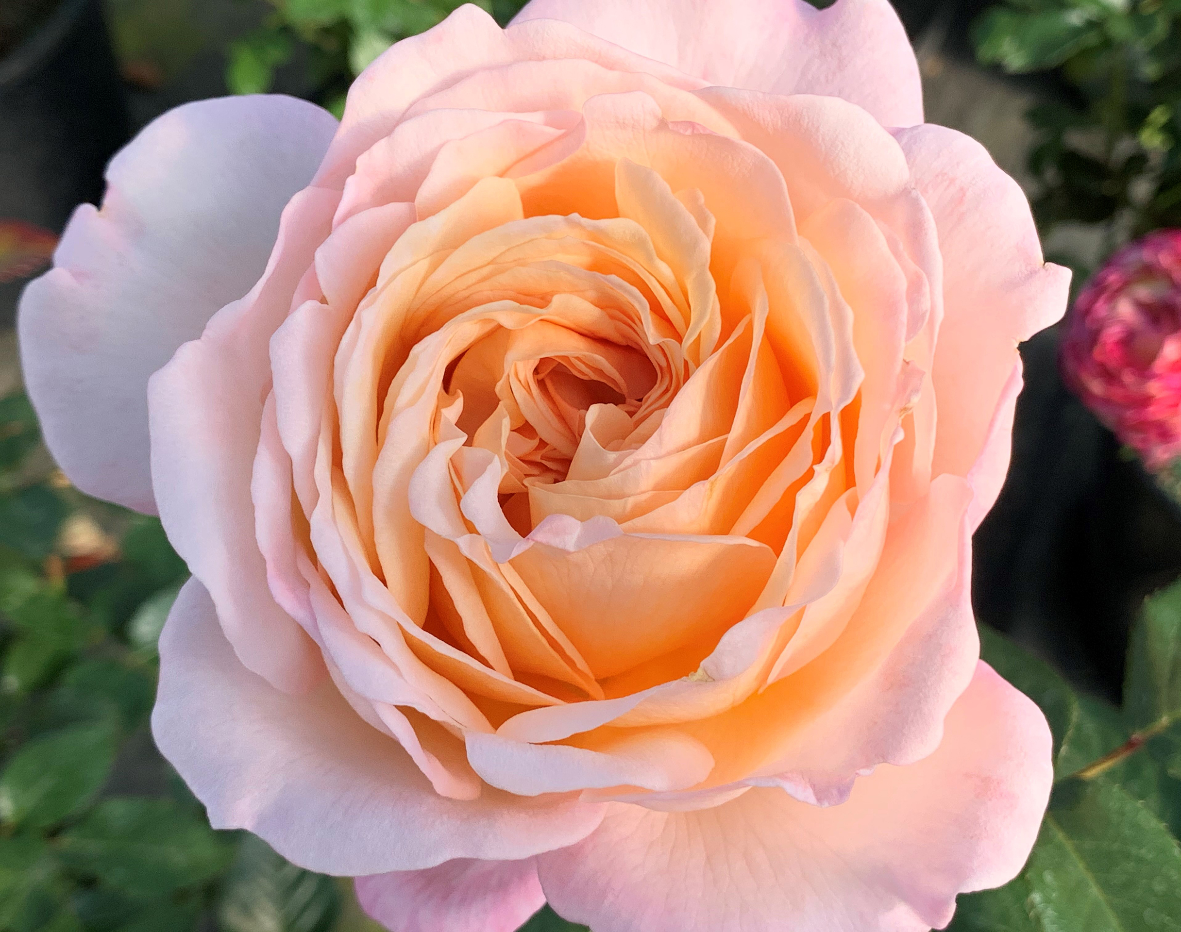 ParfumaSunrise Roses