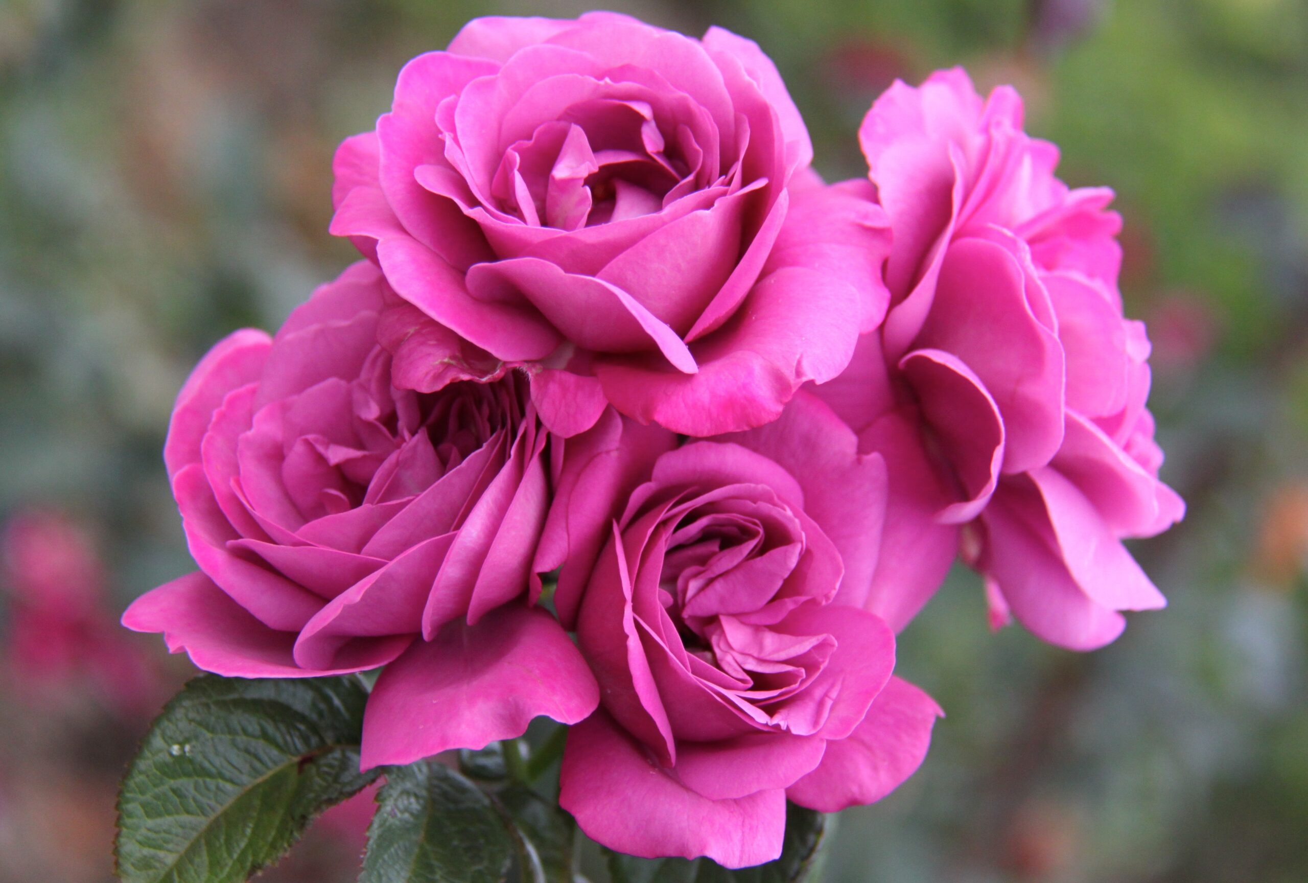 sunbelt-plum-perfect Roses