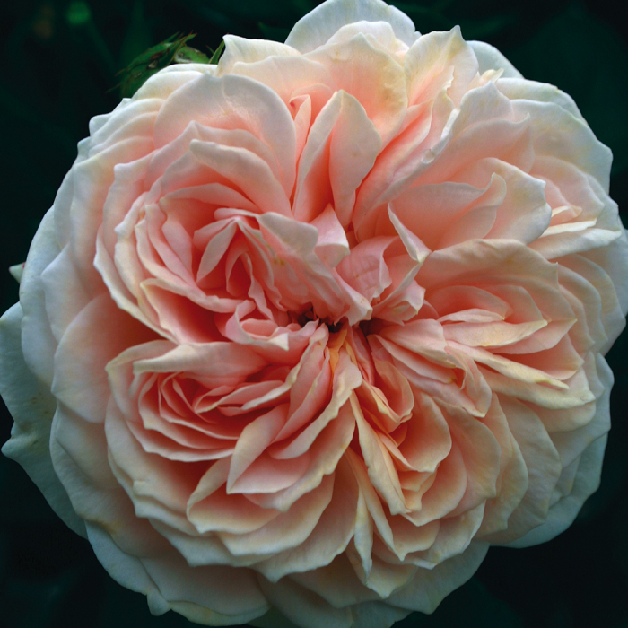 veranda-cream Roses