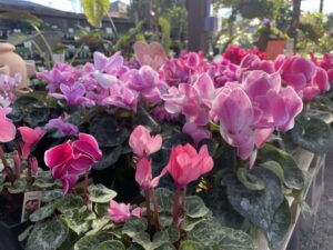 cyclamen-1-300x225 Flowers for Fall and Winter