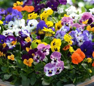 0773401538-violas-mix-300x274 Flowers for Fall and Winter