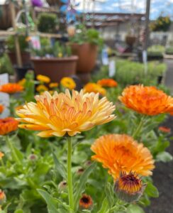 IMG_15251-244x300 Flowers for Fall and Winter