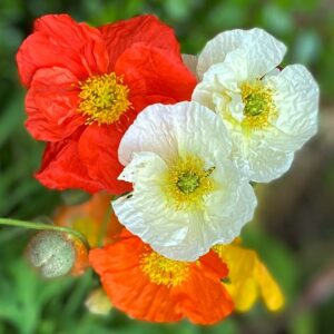 iceland_poppy-300x300 Flowers for Fall and Winter