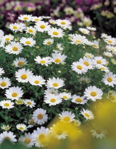 paludosum-daisy1-233x300 Flowers for Fall and Winter