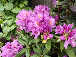 722-300x225 Flowers for Fall and Winter