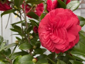 IMG_1574-300x225 Flowers for Fall and Winter